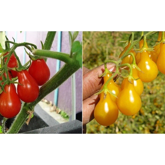 [Shop_Hoai_Nam] Hạt Giống Cà Chua Cherry Lê Đỏ , Lê Vàng (Solanum lycopersicum)