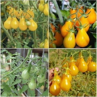 [Shop_Hoai_Nam] Hạt Giống Cà Chua Cherry Lê Đỏ , Lê Vàng (Solanum lycopersicum)