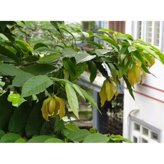 CÂY HOA DẺ VÀNG  SIÊU THƠM-size lớn 70-80 cm