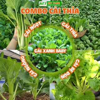 Combo 5 bịch hạt giống cải : cải ngọt, cải thìa, cải ngồng, cải bẹ dún, cải xanh baby dễ trồng - h2t farm