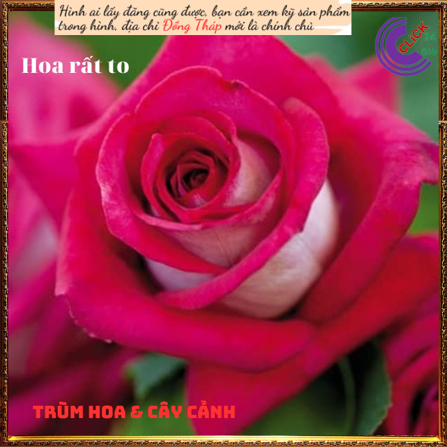 Chậu hoa hồng MONICA 2 màu độc đáo ⏳SHOP PP ONLINE CLICK 24 GIỜ