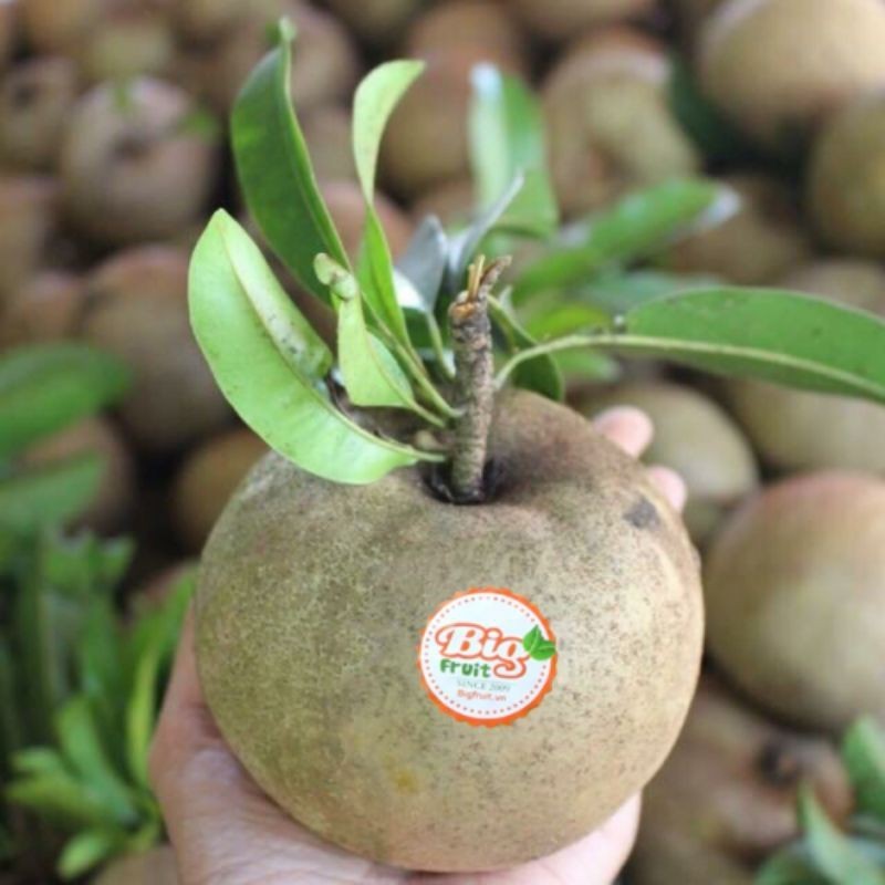 cây hồng xiêm mê hi cô( sapoche mexico.)