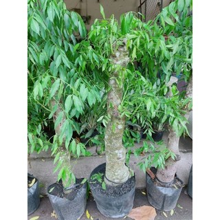 (Hỏa Tốc) Cóc Thái Gốc Cổ Thụ 1m2-1m5