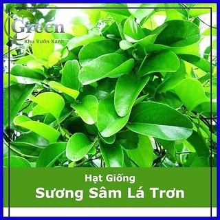 Hạt Giống Sương Sâm Ta lá trơn