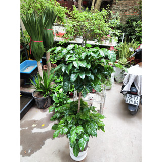 CÂY HẠNH PHÚC ĐỂ SÀN CAO 1M 1M1 SHIP HỎA TỐC HN XoàiGarden