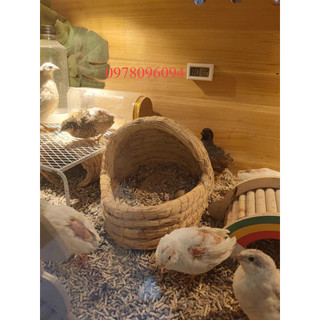 Tổ cho gà rutin tổ gà rutin tổ chim cút tổ cút hắc he ổ gà rutin ổ cho gà đẻ ổ mèo đẻ ổ chim cút ổ nằm cho thỏ