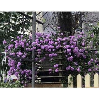 Chậu nhựa mềm 🍀 hoa ngũ sắc tím rũ🍀 trang trí ban công xinh🍀