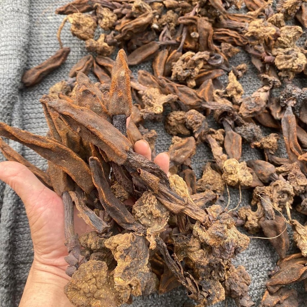 Nấm ngọc cẩu khô ngâm rượu loại 1. Nấm toả dương, tích dương, ngọc cẩu tím, vàng bổ thận tráng dương, tăng cường sinh lý