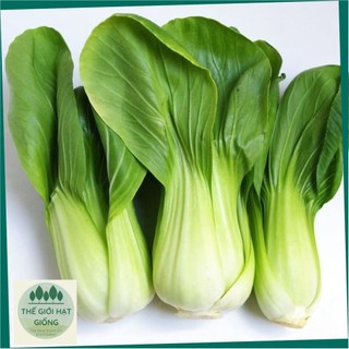 Hạt giống rau cải thìa