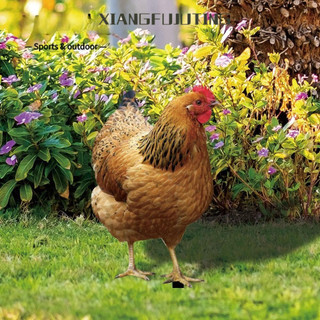 Xiangfujuting MUVAKO MỘT CHUỖI BÁNH TAY HARTHORE VÀ HAI BÊN CỦA THỂ LOẠI