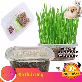 Hạt giống Cỏ trồng cho mèo cỏ mèo catnip mèo hạt cỏ mèo lúa mì SZ