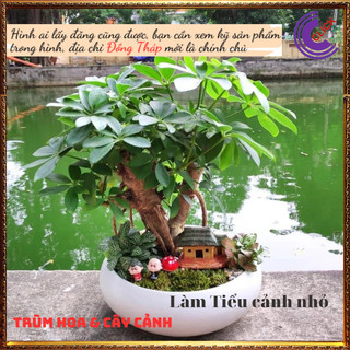 Cây ngũ gia bì vừa làm cảnh vừa đuỗi muỗi vừa là cây dược liệu quý ⏰ TRÙM HOA VÀ CÂY CẢNH