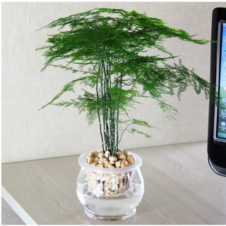🍀🍀 Chậu mềm bán như ảnh cuối - kim thuỷ tùng - không kèm chậu sứ, ko kèm chậu thuỷ sinh