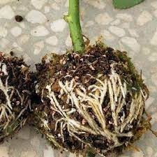 Kích thích ra rễ cực mạnh Root King lọ 20ml