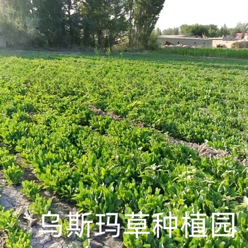 Bột Cỏ Usma Tân Cương Kích Thích Mọc Tóc Chắc Khoẻ 