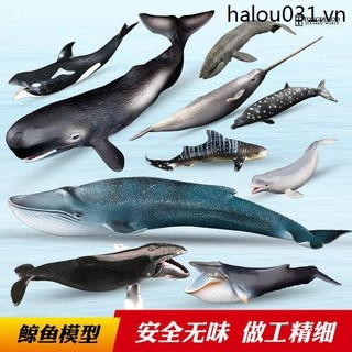 T tongde mô hình cá voi biển động vật đồ chơi trẻ em mô phỏng beluga xanh cá voi đầu cá voi sát thủ cá voi trải cá voi xám cá voi
