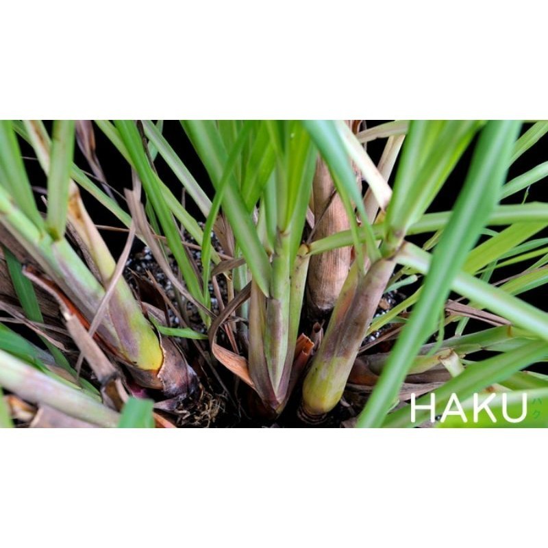 BỤI SẢ GIỐNG NGUYÊN RỄ (1KG) [ Sả chanh ] (Cung cấp sỉ số lượng lớn các loại cây giống)