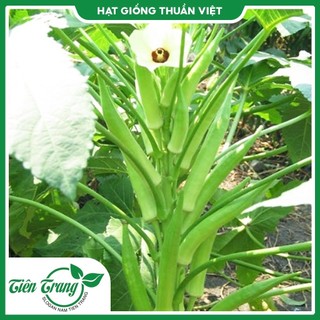 Hạt giống đậu bắp xanh ấn độ tn