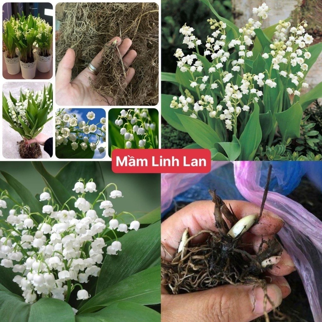 Củ hoa linh lan và hạt (có rễ + mầm lá sẵn,bao sống 100%) CHUẨN GIỐNG KHÔNG PHẢI CỦ HUỆ MƯA - Củ Giống Minh Sang