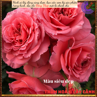 Chậu hoa hồng Laurent cam hồng to đẹp💍Hoa Mười Giờ Bonsai & Phụ Kiện