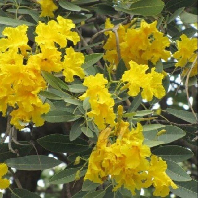 Com bo 2 cây chuông vàng, 1 cây muồng hoa vàng.