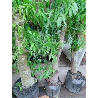 (Hỏa Tốc) Cóc Thái Gốc Cổ Thụ 1m2-1m5