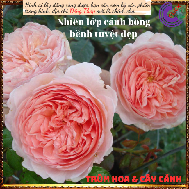Chậu hoa hồng leo mơ Abraham Darby 💍