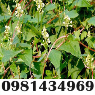 Cây Hà Thủ Ô Khô (Dây, Thân lá khô) 01KG Ngon