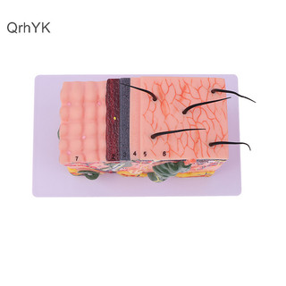 Nhà máy thời trang 35 / 50 lần mô hình da con người giải phẫu da cấu trúc tóc phóng to mô hình giải phẫu qrhyk