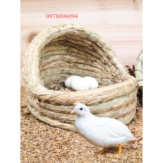 Tổ rơm cho gà rutin tổ gà rutin tổ chim cút tổ cút hắc he ổ gà rutin ổ cho gà đẻ ổ gà rutin đẻ ổ chim cút ổ nằm cho thỏ