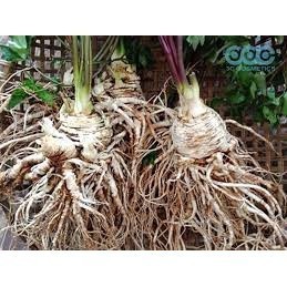 Kích thích ra rễ cực mạnh Root King lọ 20ml