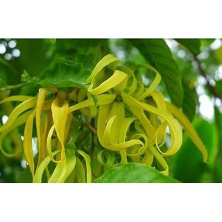 CÂY HOA DẺ VÀNG  SIÊU THƠM-size lớn 70-80 cm