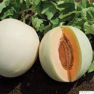 Hạt giống dưa lê cẩm ngọc