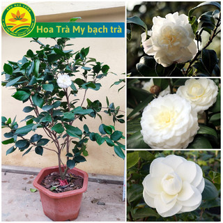 Cây giống hoa trà my bạch trà, cây cao 30 - 40 cm, cho hoa sau 1 năm trồng
