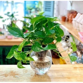 Chậu mềm trầu bà trồng thuỷ sinh được