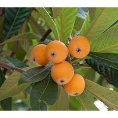 GIỐNG CÂY BIWA GIỐNG MỚI (CHUẨN GIỐNG CÂY TRỒNG) CAM KẾT GIỐNG CHUẨN F1