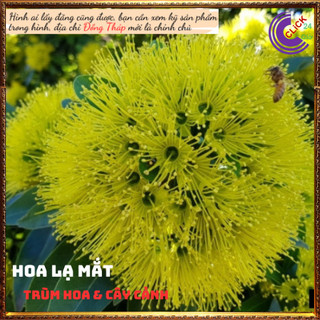  Cây mai thái vàng hoa to đẹp lạ mắt💍 Hoa Mười Giờ Bonsai & Phụ Kiện 