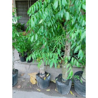 (Hỏa Tốc) Cóc Thái Gốc Cổ Thụ 1m2-1m5