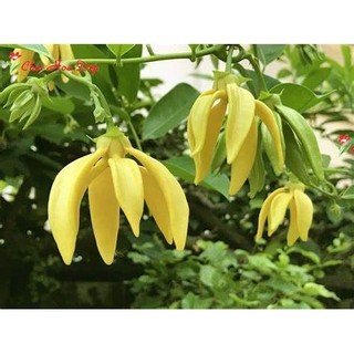 CÂY HOA DẺ VÀNG  SIÊU THƠM-size lớn 70-80 cm