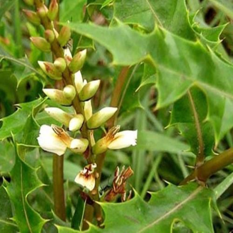 Cây Ô Rô Nước  Khô Nhà Làm 01KG