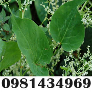 Cây Hà Thủ Ô Khô (Dây, Thân lá khô) 01KG Ngon