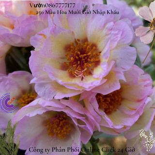 Hoa mười giờ mỹ kép hồng phấn tiên 10 giờ mỹ kép 🛫 Hoa Mười Giờ Bonsai & Phụ Kiện
