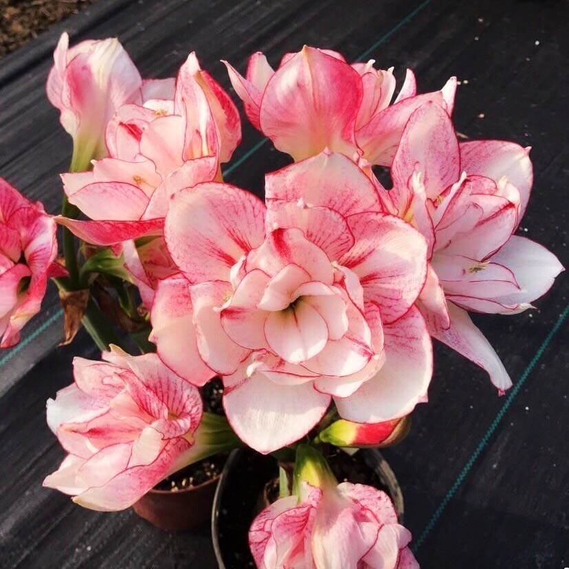 Hoa lan huệ cánh kép Amaryllis Boyssenberry Swirl _Củ đang (ngậm nụ) hoa sau 20 ngày _Vườn hoa Thanh Thủy HB __Mật Farm