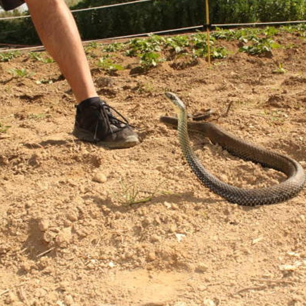 Rắn Prank Với Dây Kẹp Rắn Thực Tế Prank Golf Rắn Giả Có Dây Và Kẹp Mô Phỏng Giả Rắn Đồ Chơi Shinph S