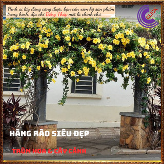Cây hoa Huỳnh anh Vàng Quỳnh Anh lớn ️💎Siêu thị KM