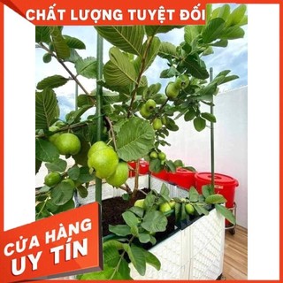 Cây giống ổi ruby - ổi ruột đỏ lùn ) cây giống chuẩn f1, chất lượng cao