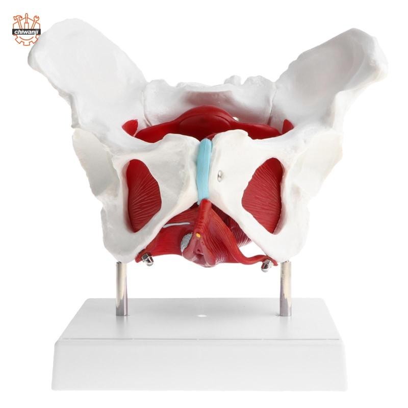 1: 1 Nữ Pelvis Mô Hình Thay Đổi Bộ Xương Người