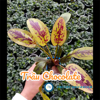 Trang trí bể cá: Trầu chocolate - cây thủy sinh dễ trồng, dễ chăm