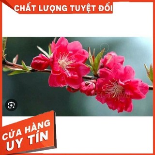 Cây Giống Đào Bích bầu rễ ổn định