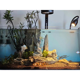  Cây Mị Nương Trang Trí Hồ Biotope Hồ Bán Cạn Lá Đỏ Cực Đẹp 